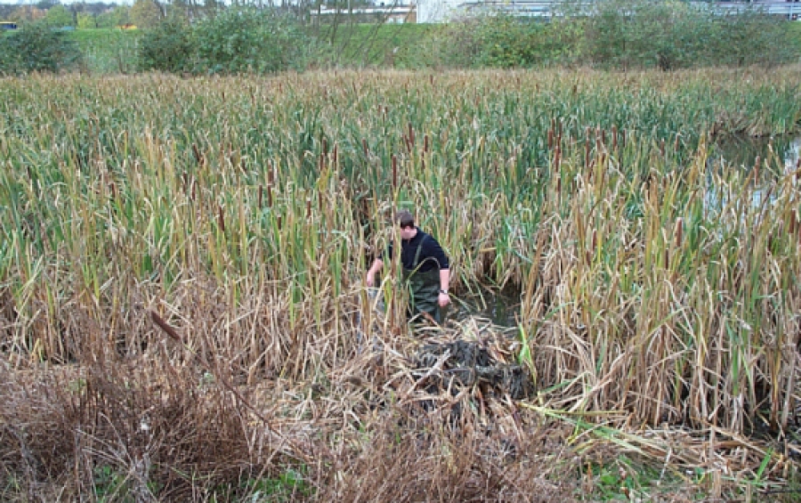 Aquatic Weed Control