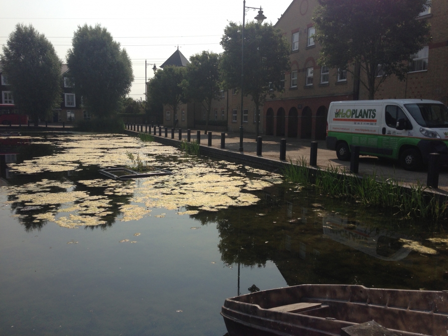 Aquatic Weed Control