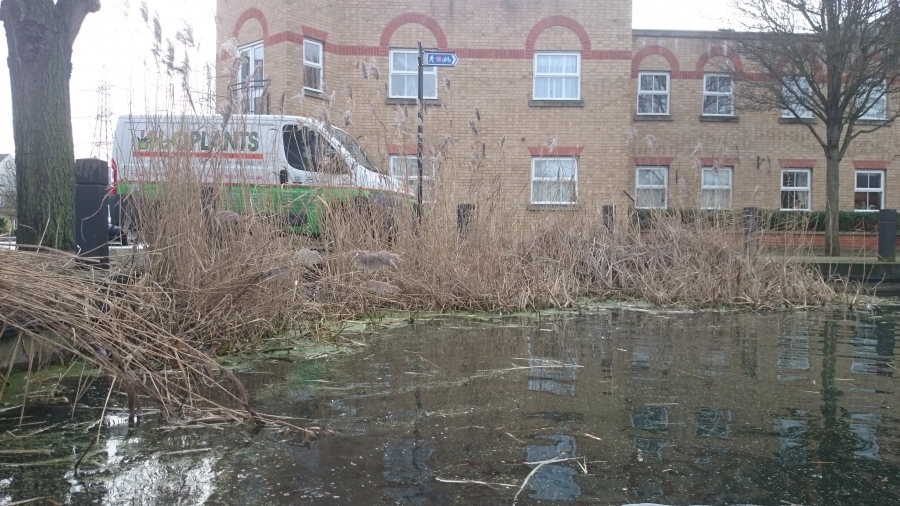 Aquatic Weed Control