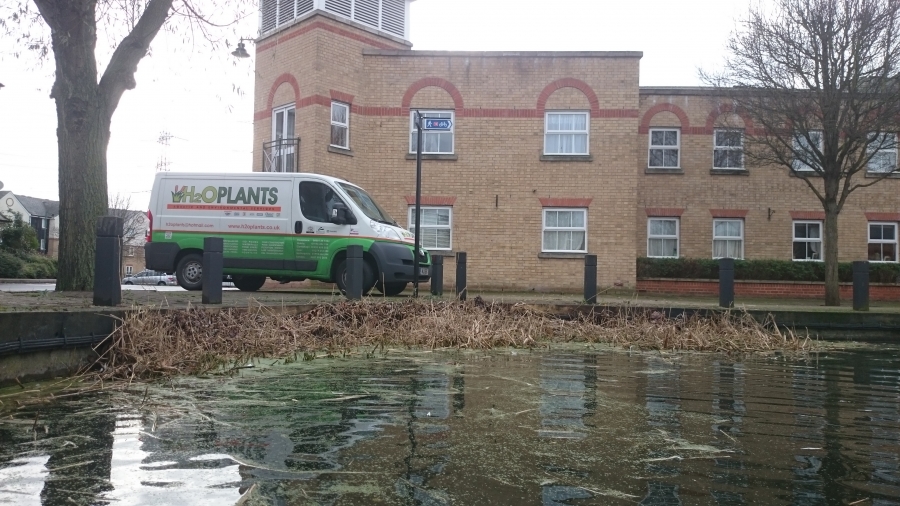 Aquatic Weed Control