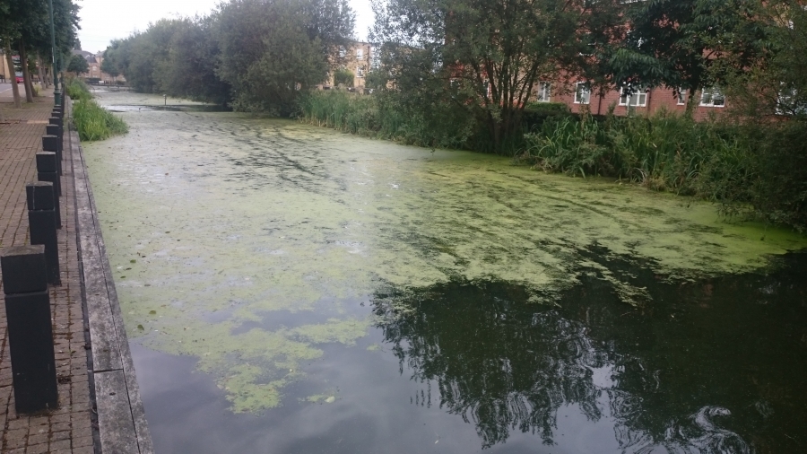 Aquatic Weed Control