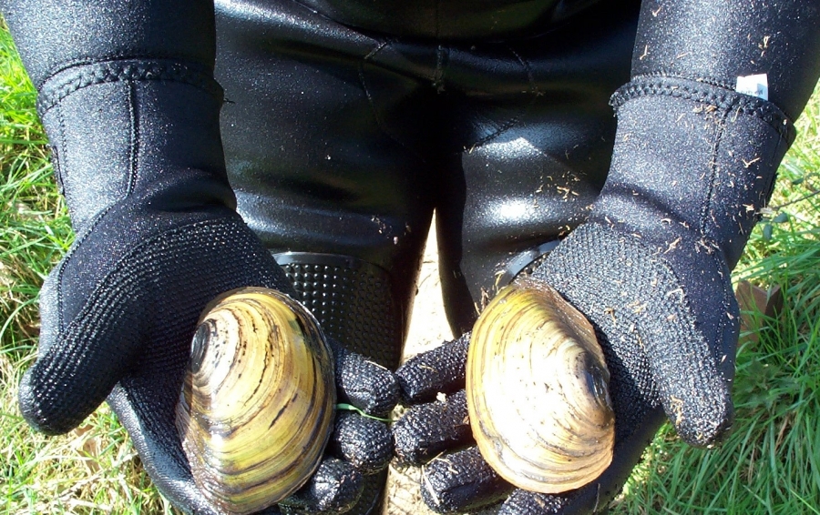 Pond, Lake and Fishery Maintenance & Management