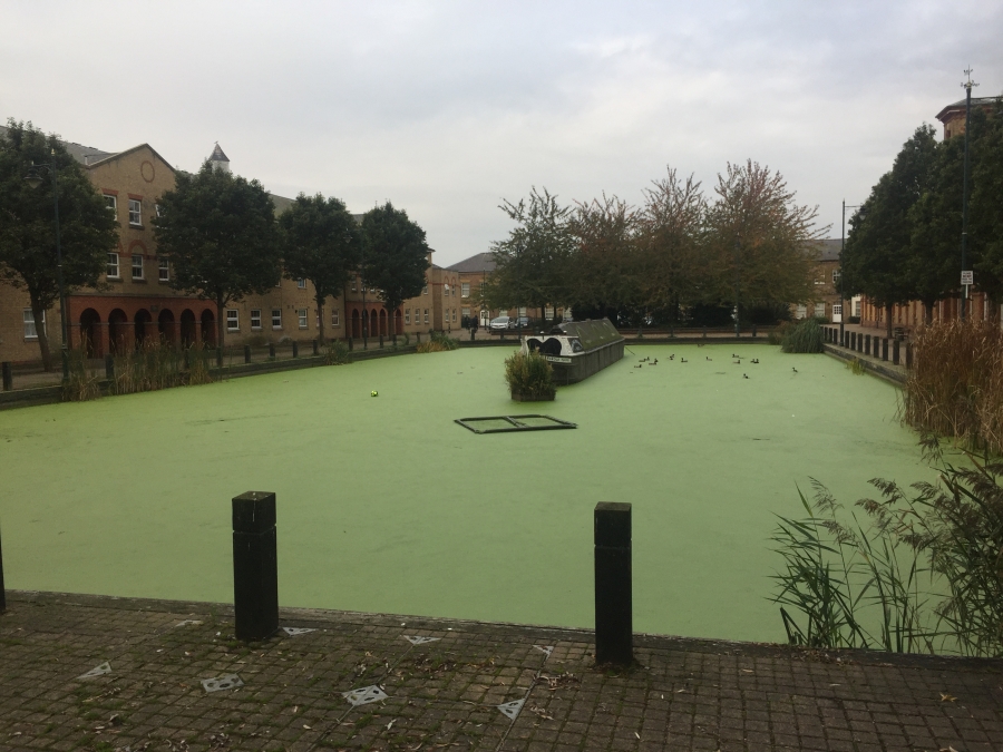 Pond, Lake and Fishery Maintenance & Management