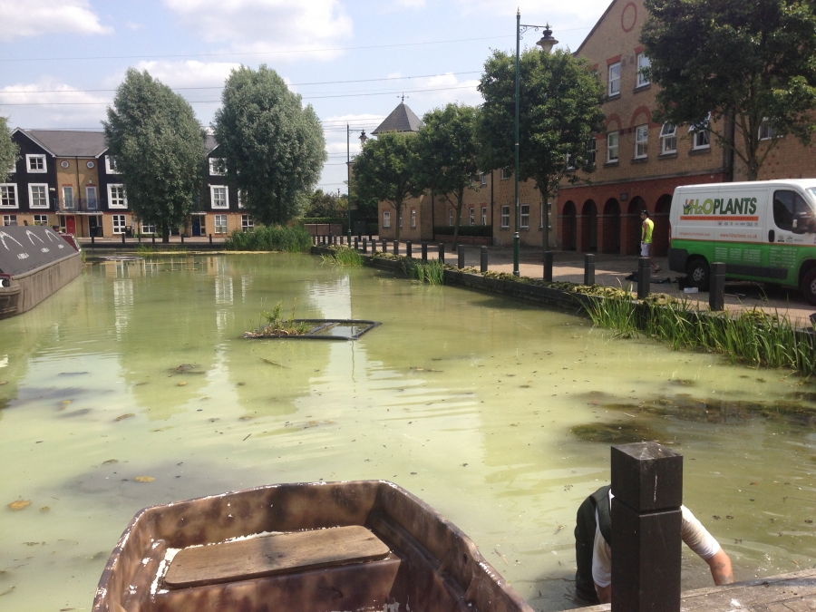 Pond, Lake and Fishery Maintenance & Management