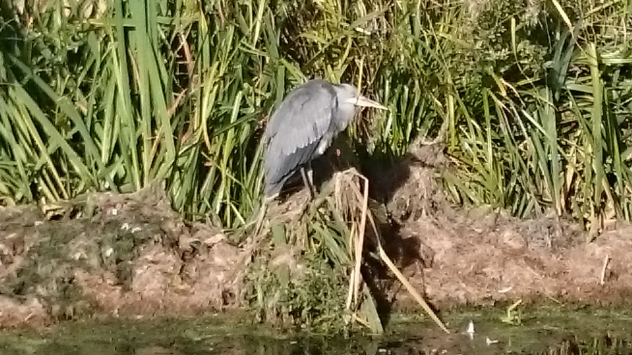 Pond, Lake and Fishery Maintenance & Management