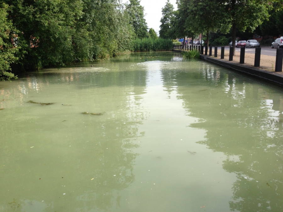 Pond, Lake and Fishery Maintenance & Management