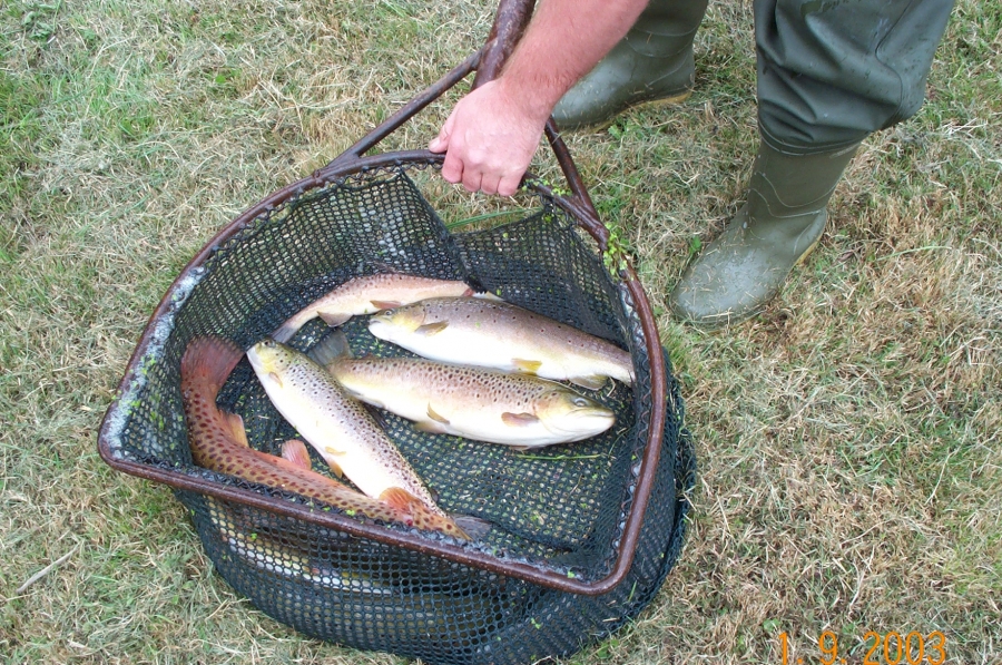 Fish Transportation