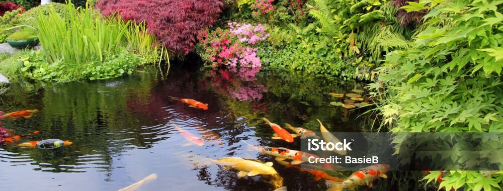 Replacement Pond for Japanese-inspired garden | Hertfordshire