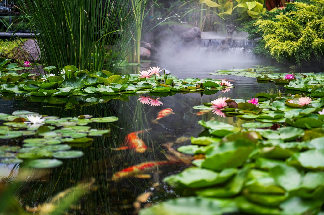 Pond Cleaning
