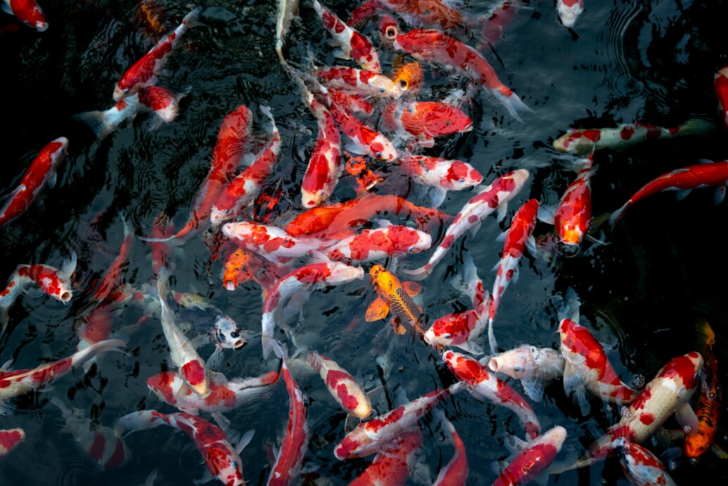 Water Quality and Fish Health Testing