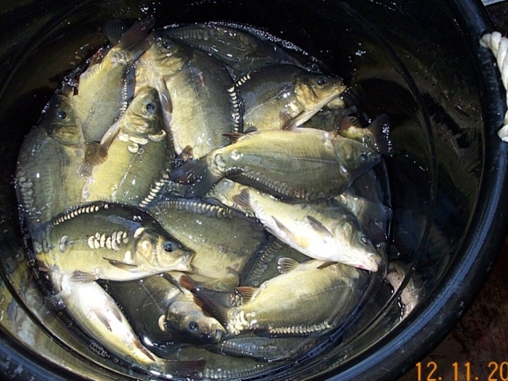 Fish Transportation